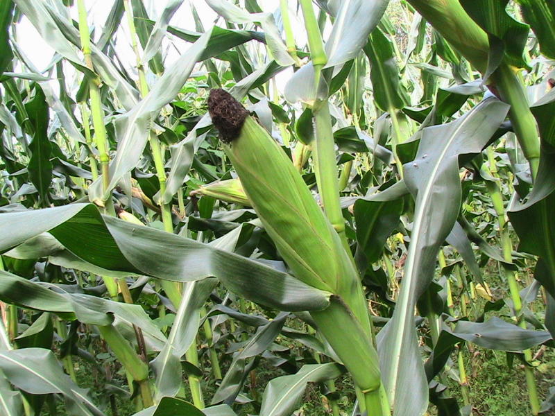 Maize