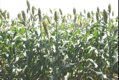 sorghum0009