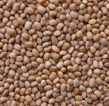 Cowpea0001