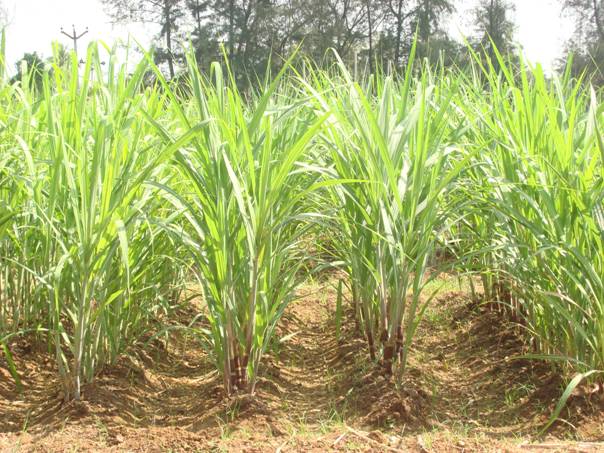 Sugarcane