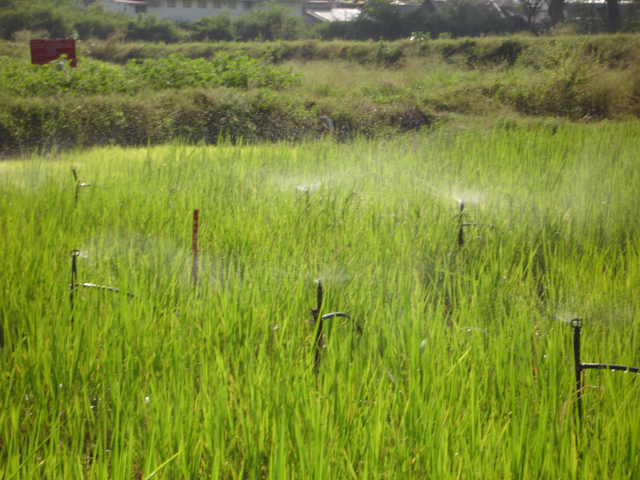 micro-sprinkler