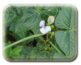 Cowpea