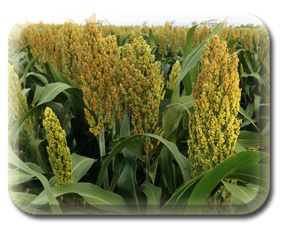 sorghum