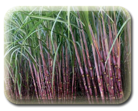 sugarcane