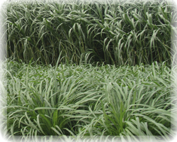 Forage Crops