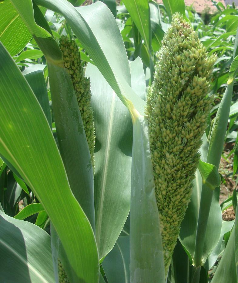 sorghum