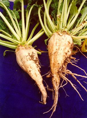 sugarbeet