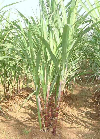 sugarcane