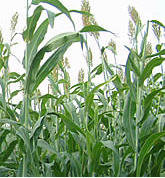 Sweet Sorghum