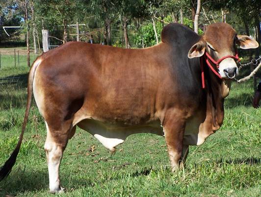 breeding_bull