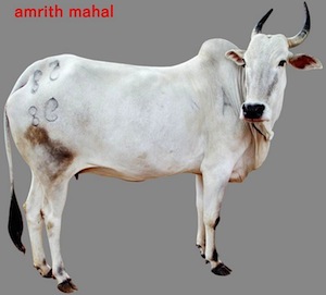 amritmahal