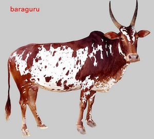 bargur