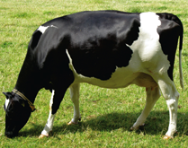 holstein friesian crosses