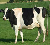 holstein friensian