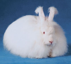 Angora