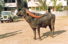 pandharpuri