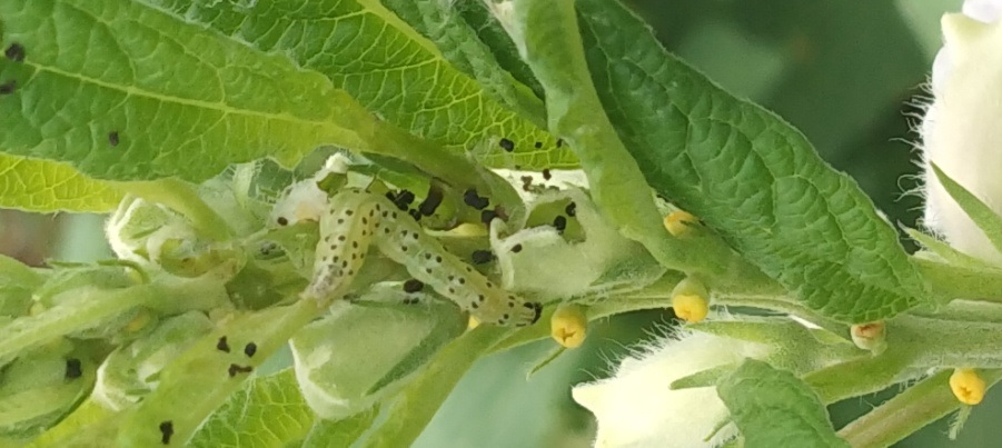 Damaged pods