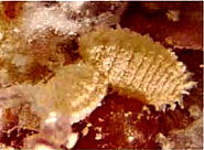 Paracoccus marginatus