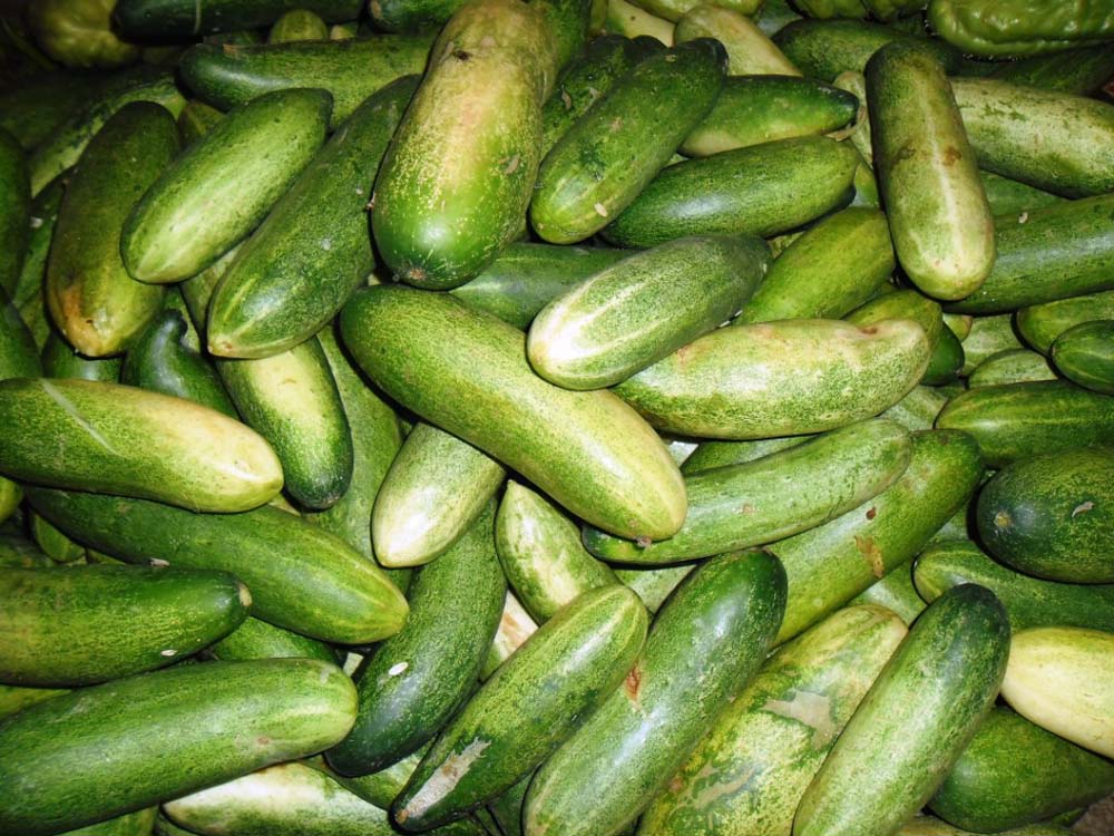 Cucumber