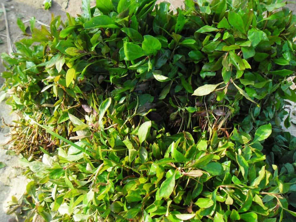 Ponnanganni leaves