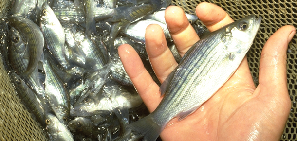 fin fish harvest