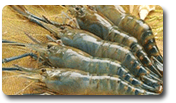 fresh water prawn