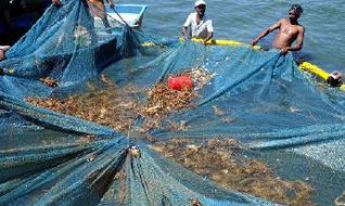 lobster harvest