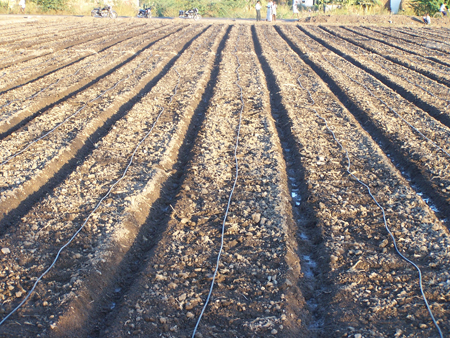 12 hrs first irrigation