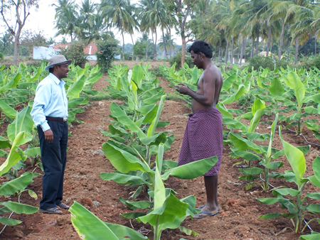 Banana  early stage