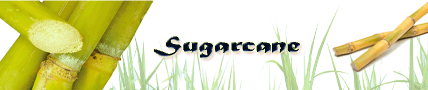 sugarcane