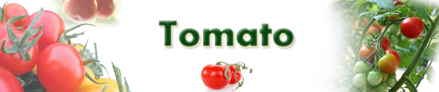 Tomato