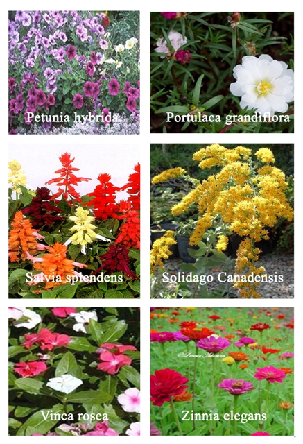 10 Low Maintenance Plants For Your Garden