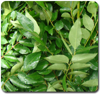 Curryleaf