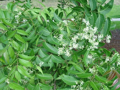 neem leaves