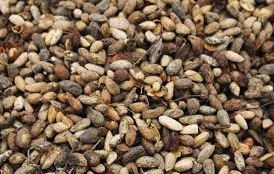 neem seed