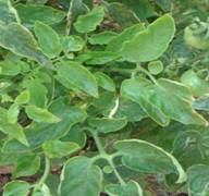 bacterial leaf spot