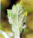 powdery mildew