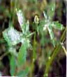 powdery mildew