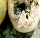 fruit borer