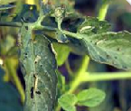 tobacco caterpillar