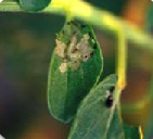 tobacco caterpillar