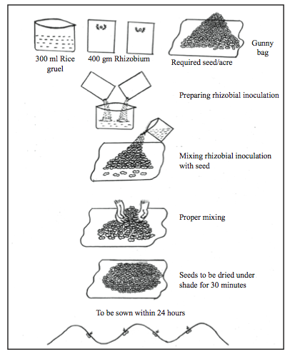 seed treatment in paddy