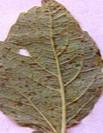 Corynespora blight