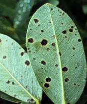 Lower leaf surface showing circular black spots