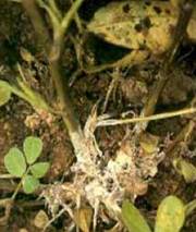 White fungal growth on stem