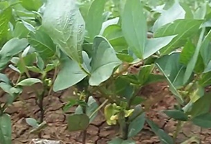 Flowering Stage