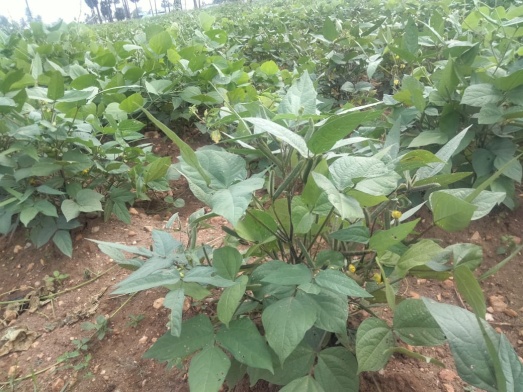 Pod Formation