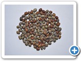 Cowpea CO 87