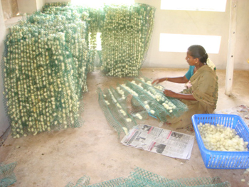 Cocoon  Harvesting