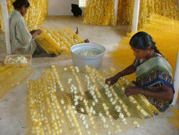 Cocoon Harvesting (2)